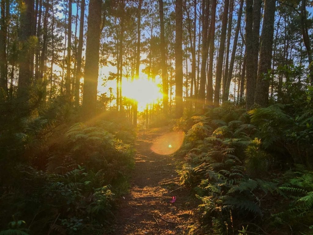 Sunset through the forest of Forêt des Pins, Haiti