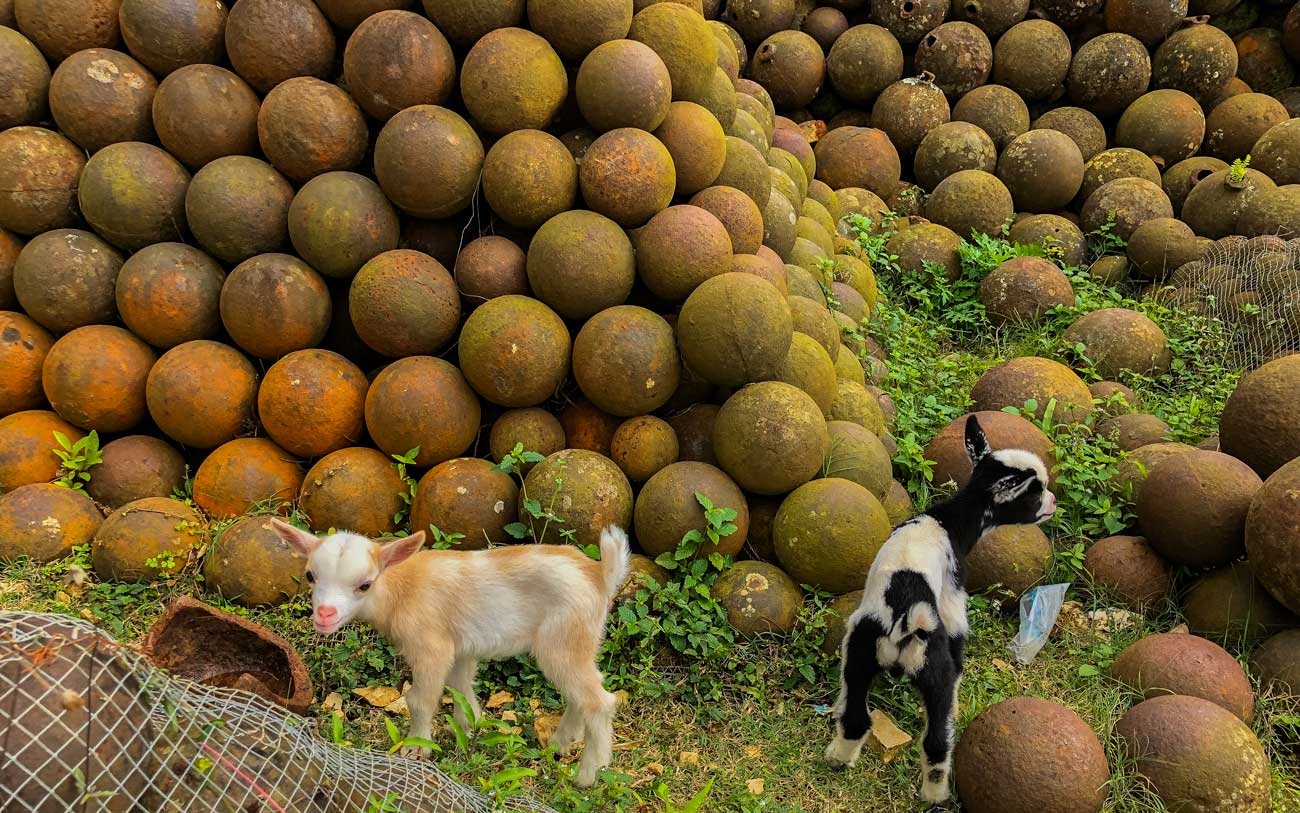 Two baby goats play among canon balls near Citadelle Laferriere, Haiti