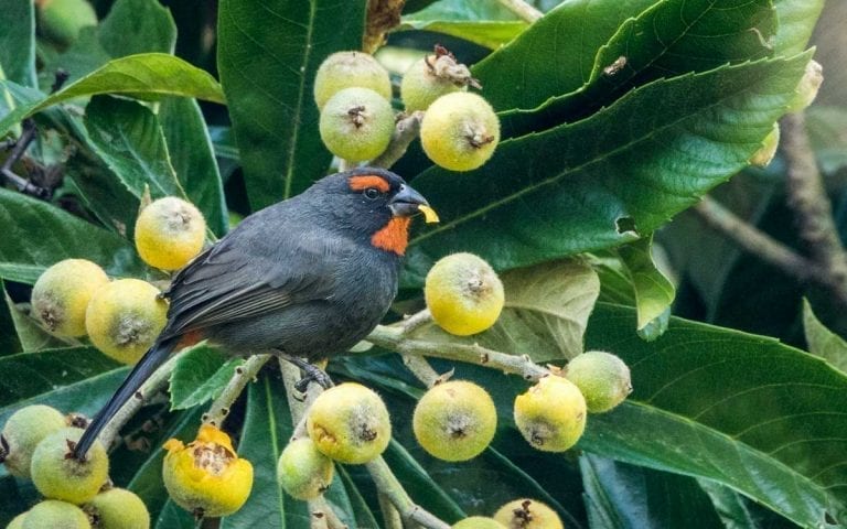 black bird with red spots eating fruit