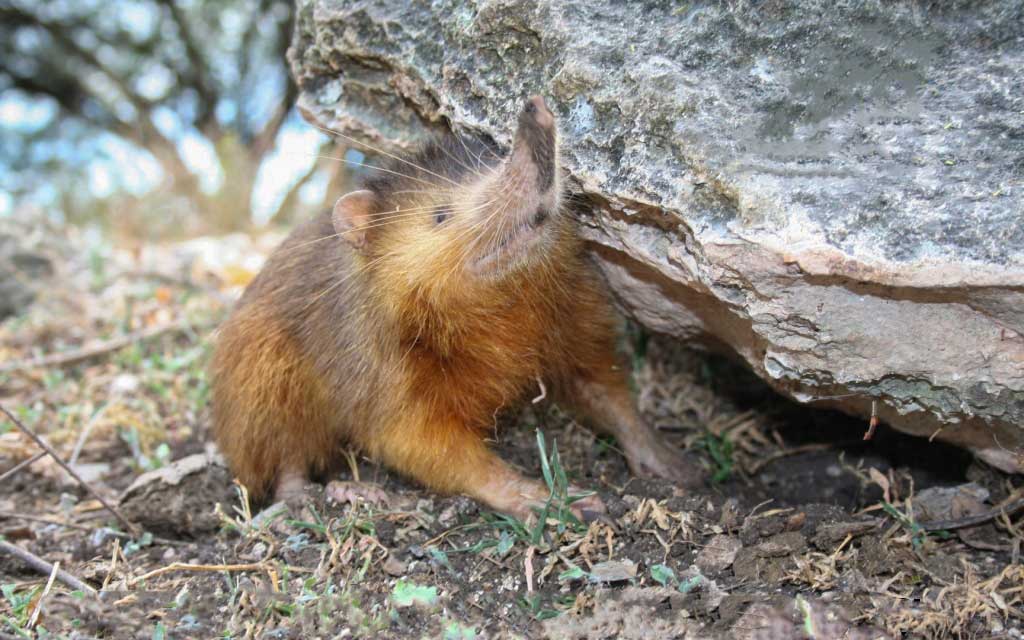 hispaniolan solendon next to a large rock