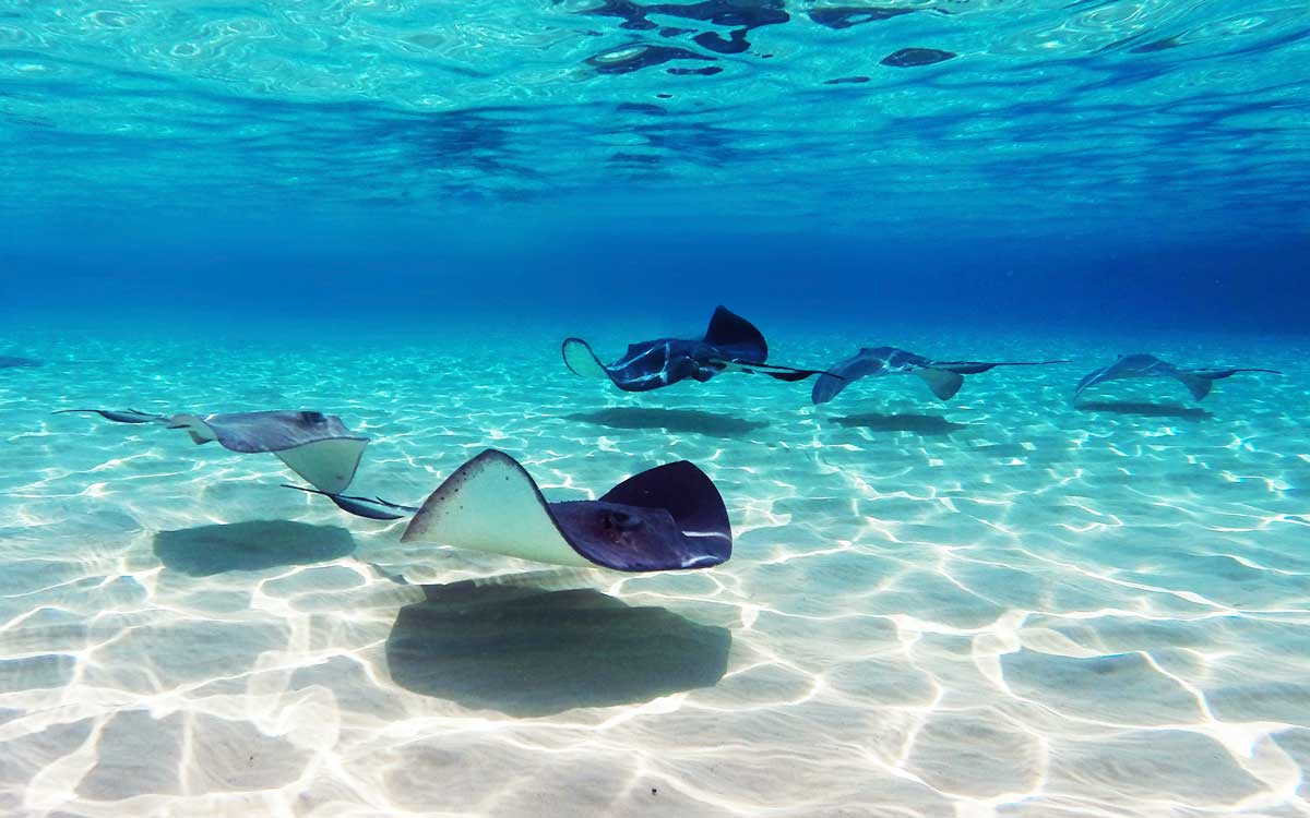 group of stingrays swimming in shallow caribbean sea