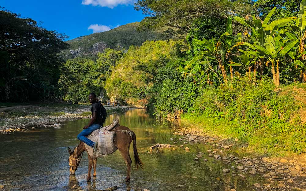 haitian man sitting on donkey drinking in river