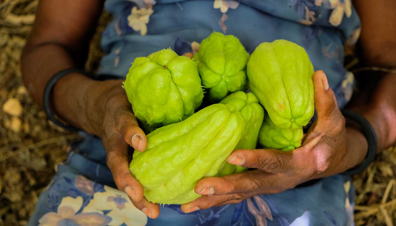 haitian woman holding a bunch of light green haitian chayote fruits