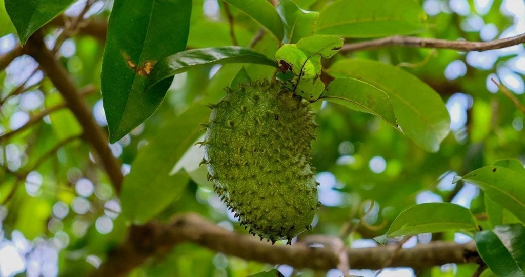 green haitian soursop fruit hanging on tree branch