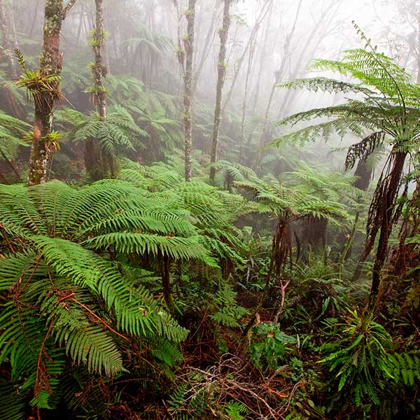foggy forest with ferns and oldgrowth trees