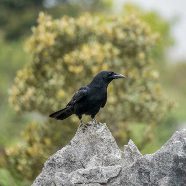 black crow on a large stone