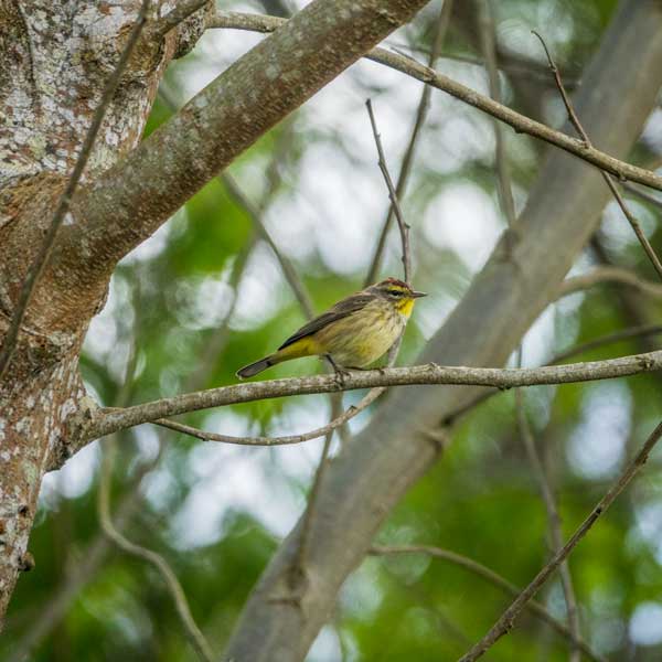 smaller yellow bird on a tree branch