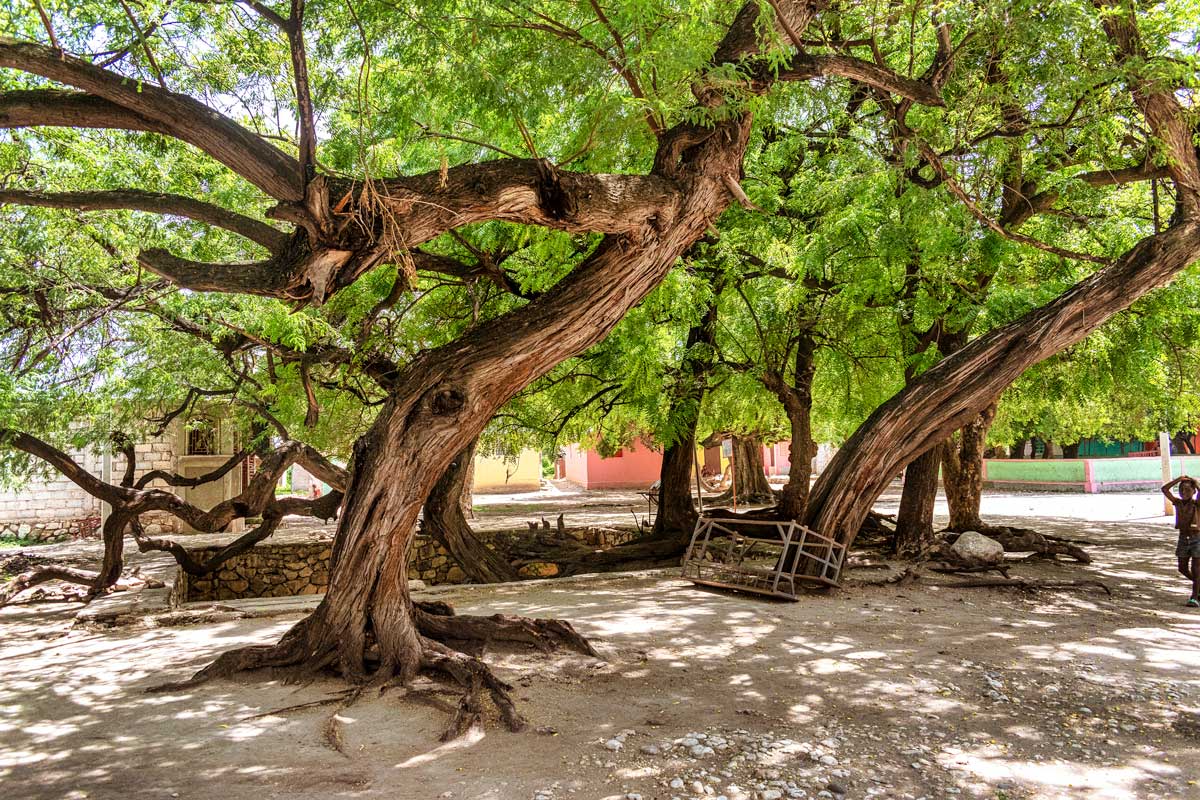 old curved trees growing in courtyard providing shade